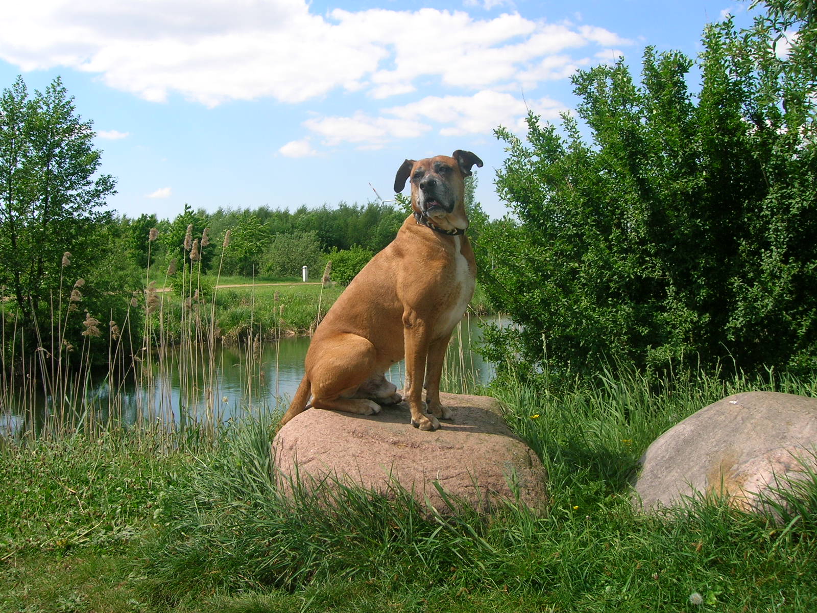 Tequila (Deutscher Boxer, Unbekannt) Deutscher Boxer Unbekannt 