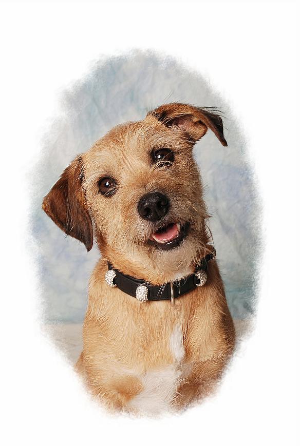 Knorke (Jack Russell Terrier, Unbekannt) Jack Russell Terrier Unbekannt 