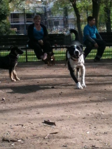 Joker (Border Collie, Unbekannt) Border Collie Unbekannt 