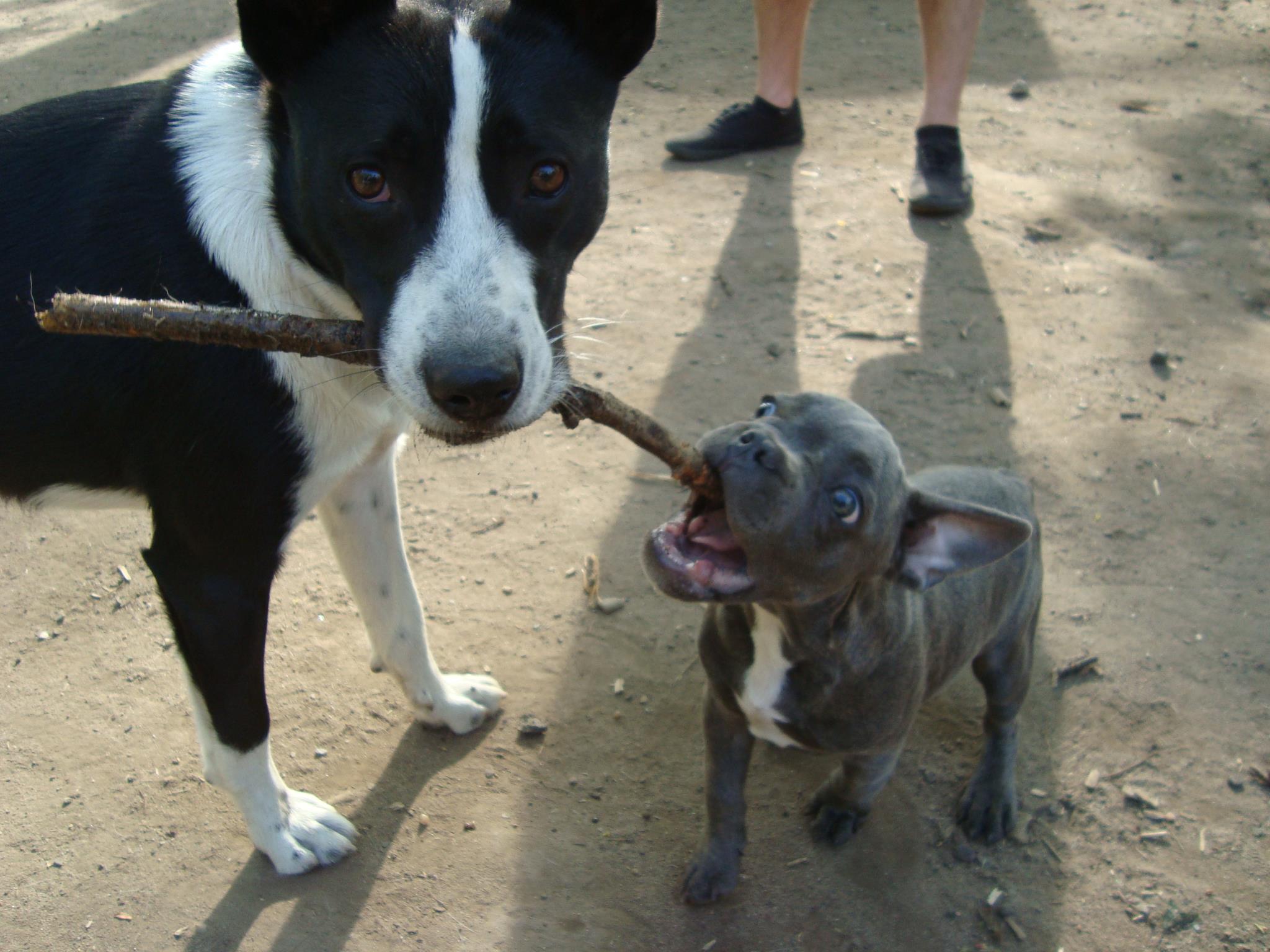 Joker (Border Collie, Unbekannt) Border Collie Unbekannt 