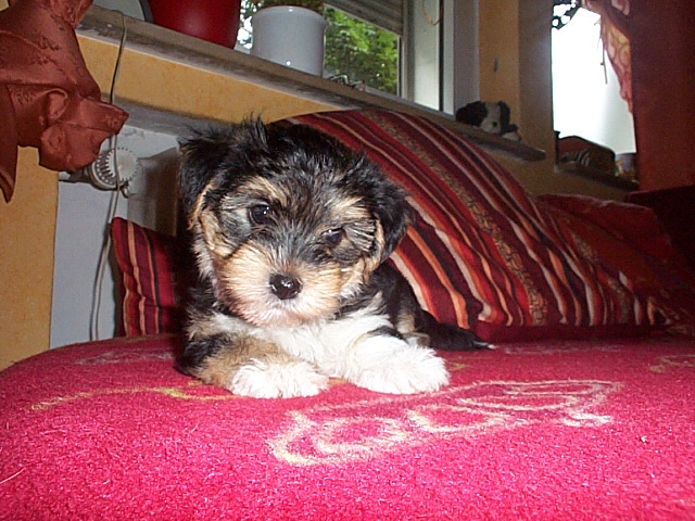 Louis (Malteser, Rauhaardackel, Yorkshire Terrier) Malteser Rauhaardackel Yorkshire Terrier 