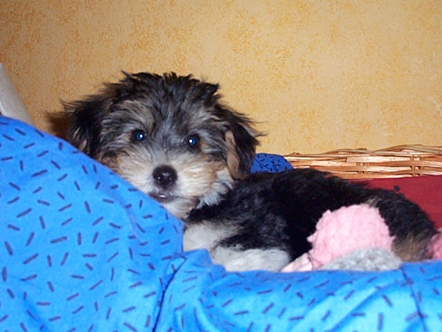 Louis (Malteser, Rauhaardackel, Yorkshire Terrier) Malteser Rauhaardackel Yorkshire Terrier 