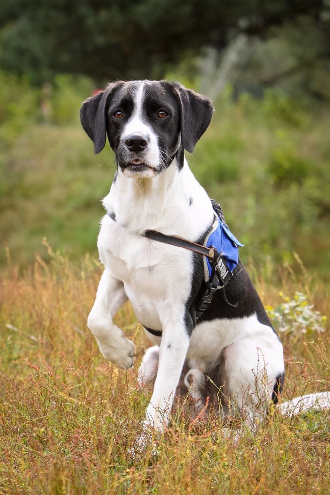 Marley (Border Collie, Labrador, Münsterländer) Border Collie Labrador Münsterländer 