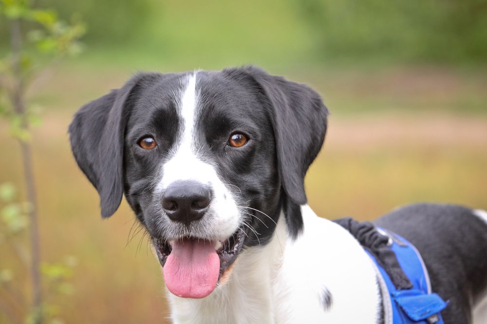 Marley (Border Collie, Labrador, Münsterländer) Border Collie Labrador Münsterländer 