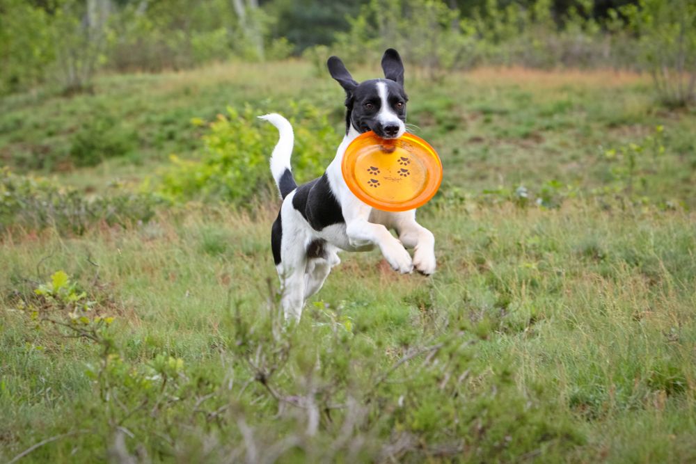 Marley (Border Collie, Labrador, Münsterländer) Border Collie Labrador Münsterländer 