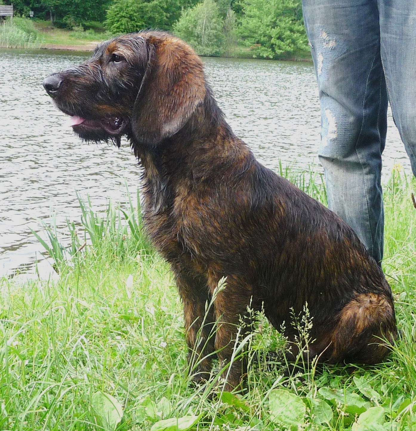 Basker (Hannoverscher Schweißhund, Steirische Rauhhaarbracke) Hannoverscher Schweisshund Steirische Rauhhaarbracke 