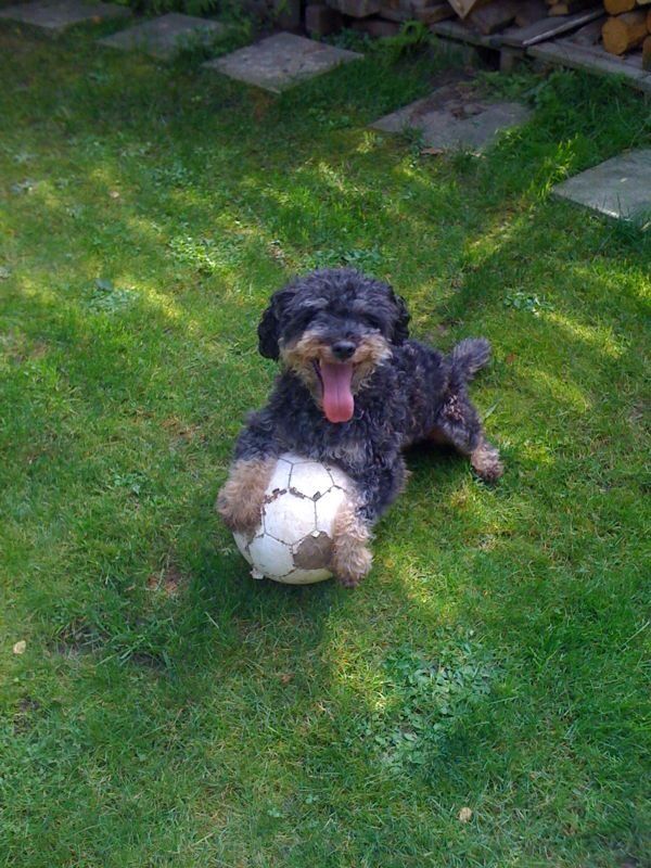 Charly (Deutscher Jagdterrier, Pudel) Deutscher Jagdterrier Pudel 