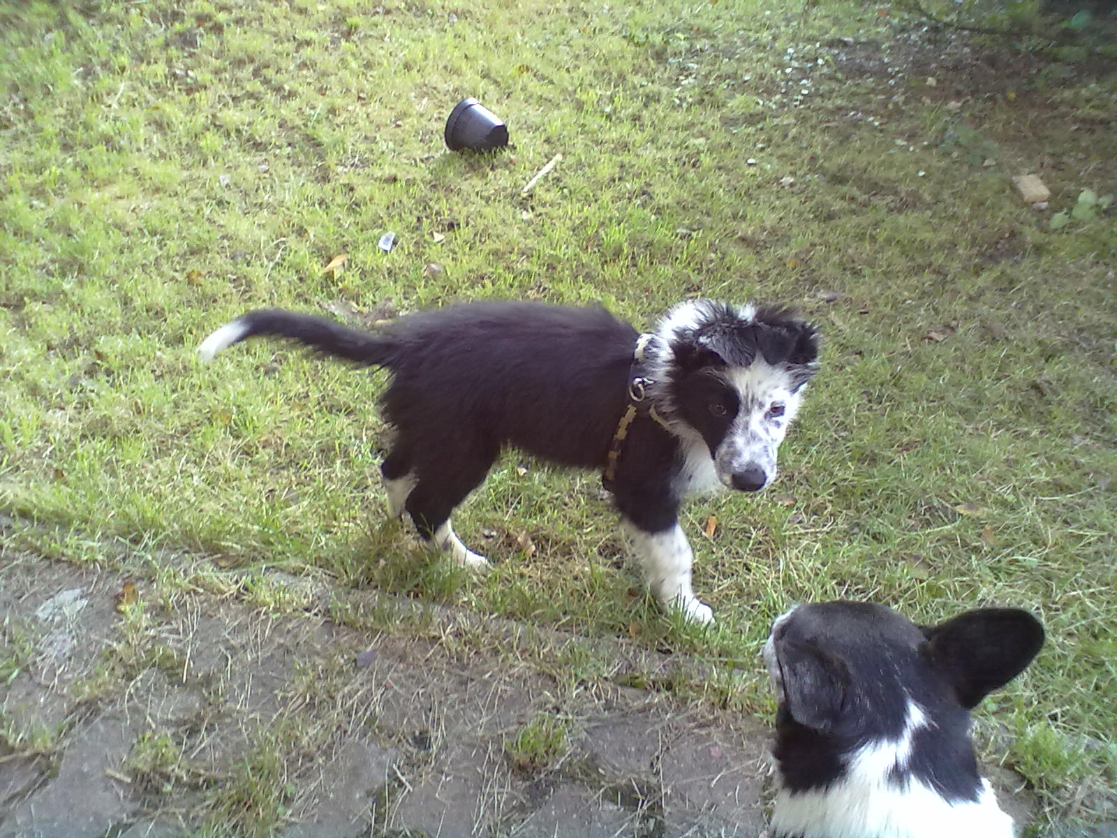 Spiky (Border Collie, Unbekannt) Border Collie Unbekannt 