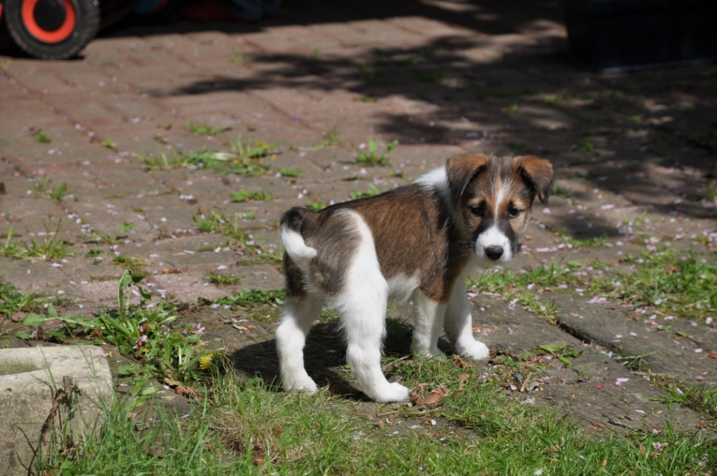 Emil (Belgischer Schäferhund, Foxterrier, Samojede) Belgischer Schäferhund Foxterrier Samojede 