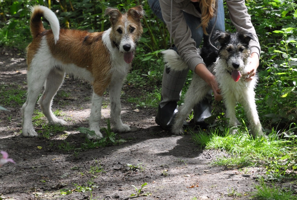 Emil (Belgischer Schäferhund, Foxterrier, Samojede) Belgischer Schäferhund Foxterrier Samojede 