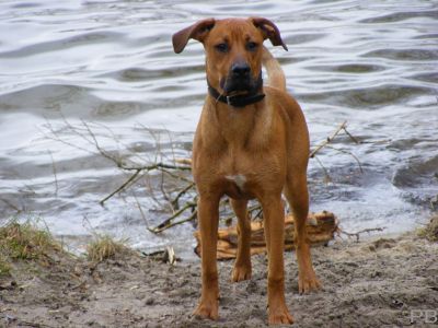 Falco (Deutscher Boxer, Dobermann) - MeinMischling.de