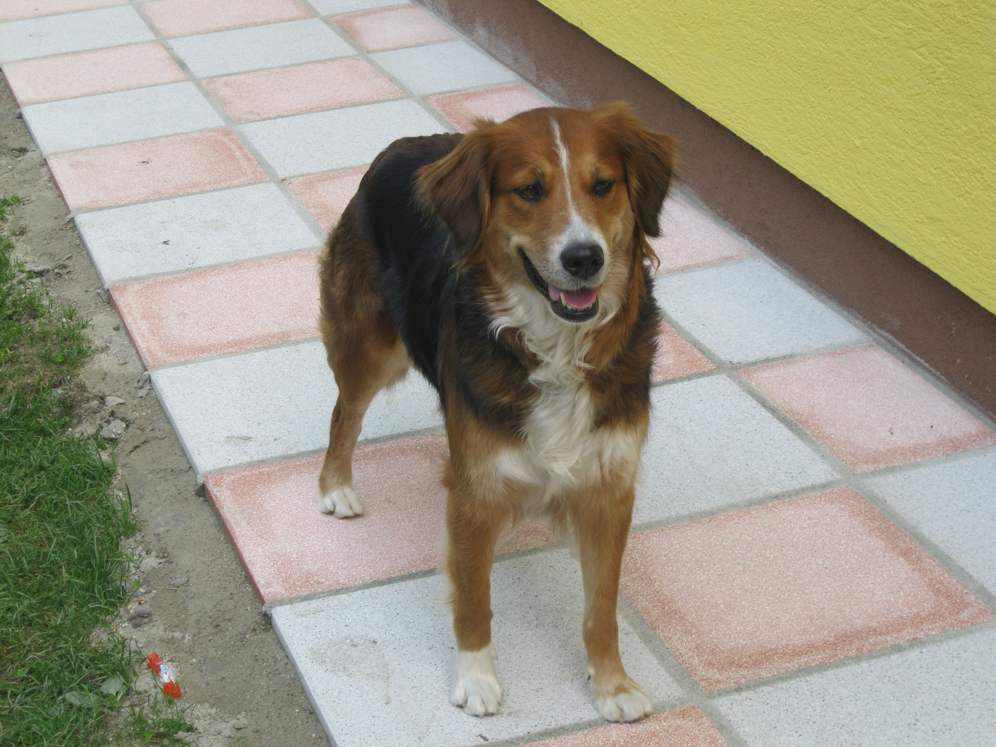 Akita (Australian Shepherd, Deutscher Schäferhund, Golden Retriever) Australian Shepherd Deutscher Schäferhund Golden Retriever 