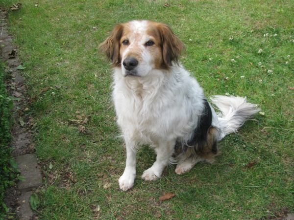 Sammy (Cocker Spaniel, Collie, English Setter, Münsterländer) Cocker Spaniel Collie English Setter Münsterländer 