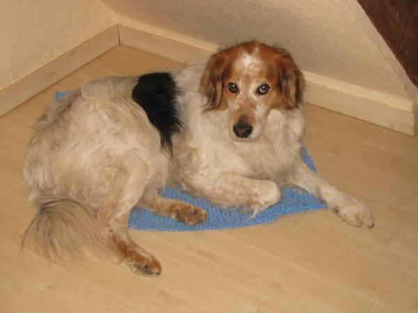 Sammy (Cocker Spaniel, Collie, English Setter, Münsterländer) Cocker Spaniel Collie English Setter Münsterländer 