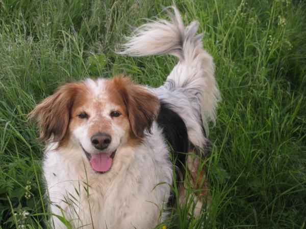 Sammy (Cocker Spaniel, Collie, English Setter, Münsterländer) Cocker Spaniel Collie English Setter Münsterländer 