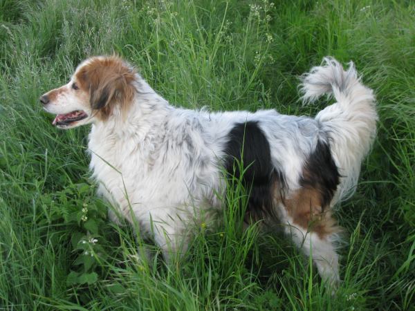 Sammy (Cocker Spaniel, Collie, English Setter, Münsterländer) Cocker Spaniel Collie English Setter Münsterländer 