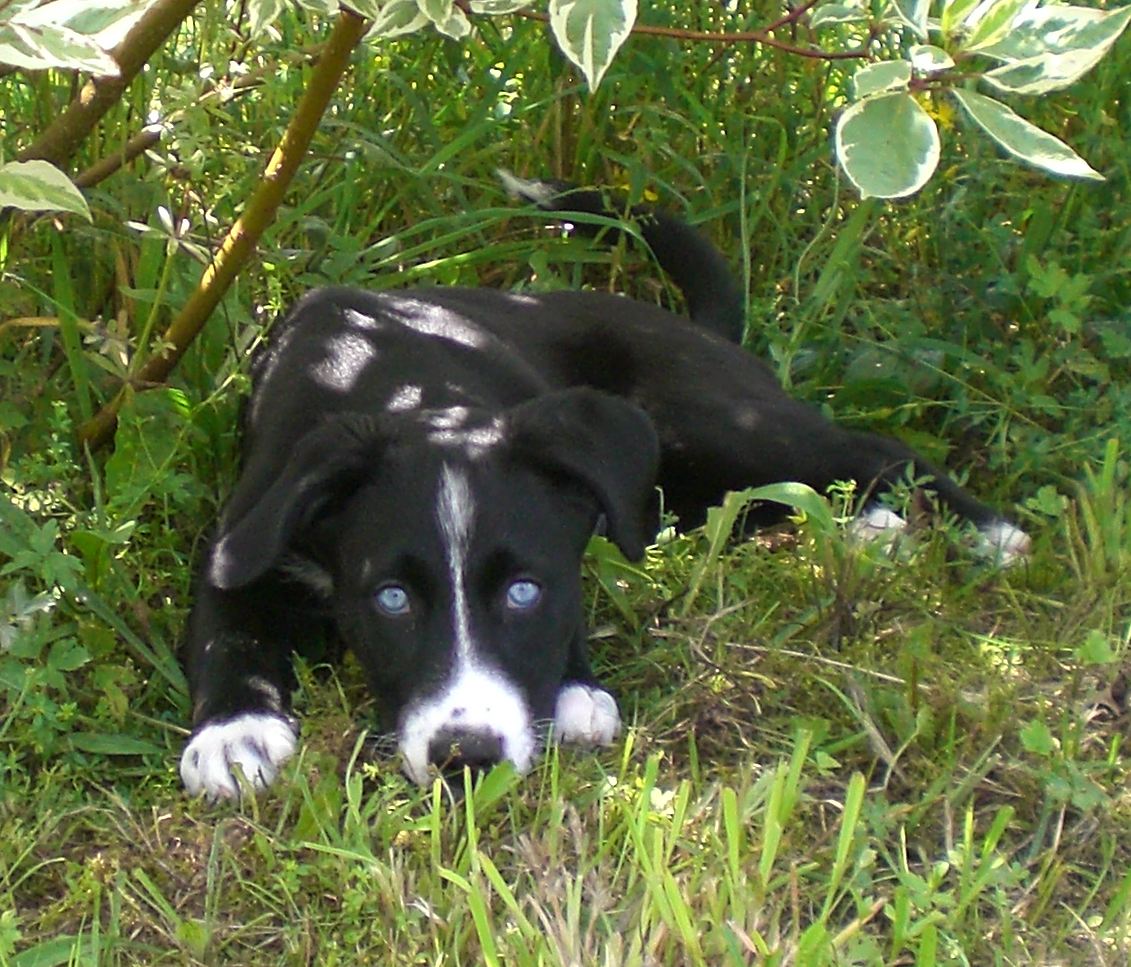 Lillifee (Amerikanischer Staffordshire Terrier, Labrador, Siberian Husky) Amerikanischer Staffordshire Terrier Labrador Siberian Husky 