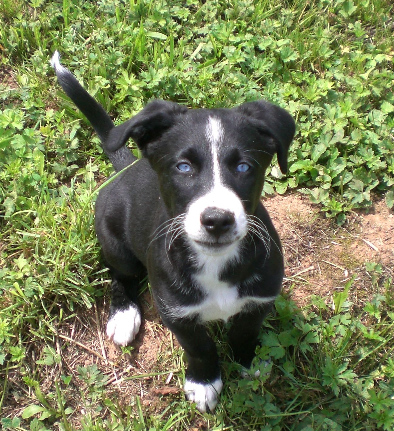 Lillifee (Amerikanischer Staffordshire Terrier, Labrador, Siberian Husky) Amerikanischer Staffordshire Terrier Labrador Siberian Husky 