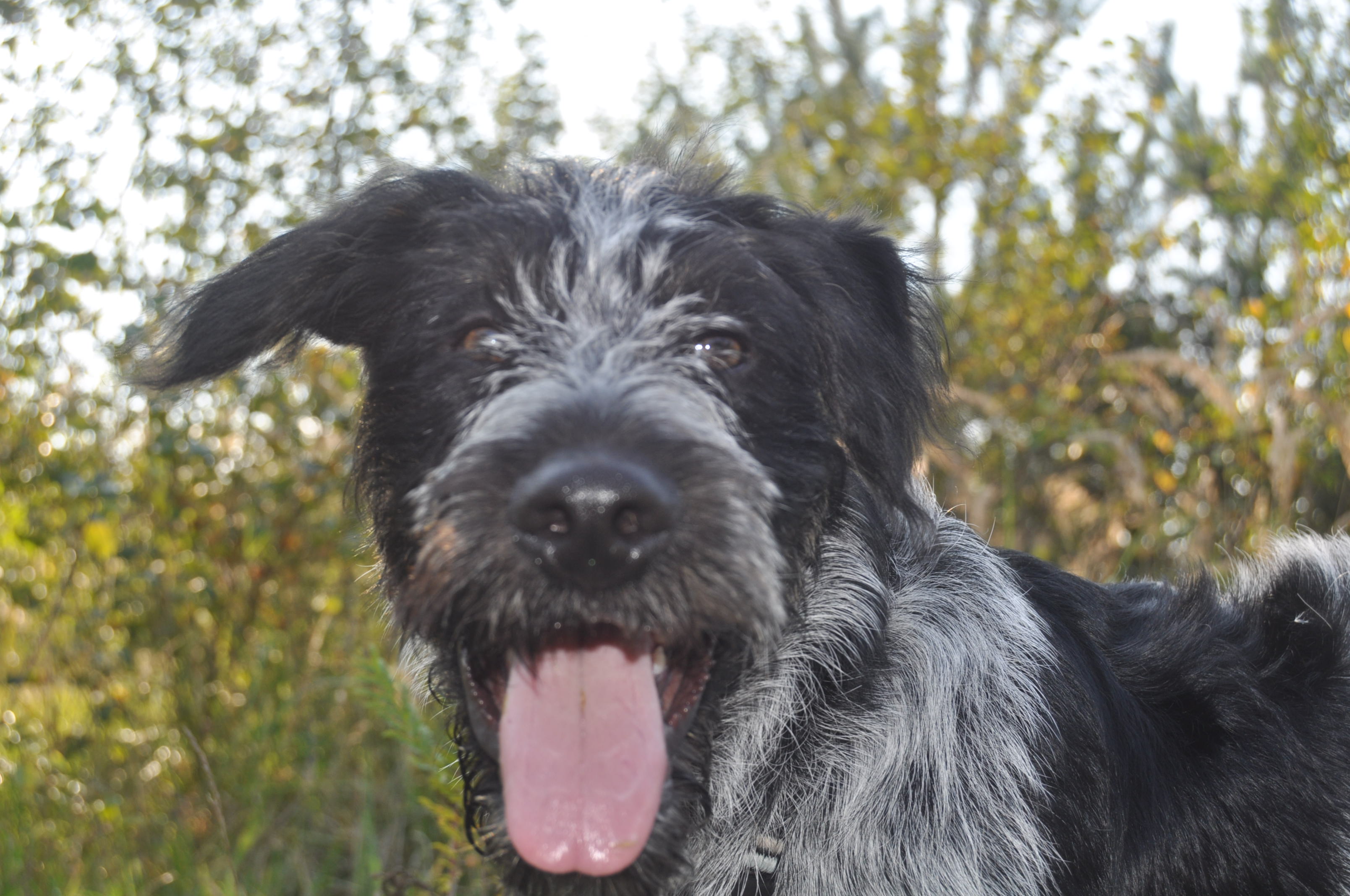 Brösel (Irish Wolfhound, Terrier) Irish Wolfhound Terrier 