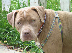 Brokey (American Pitbull Terrier, Mastiff) American Pitbull Terrier Mastiff 