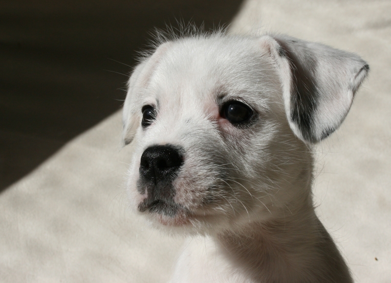 Charlotte (Französische Bulldoge, Tibet Terrier, Unbekannt) Französische Bulldogge Tibet Terrier Unbekannt 