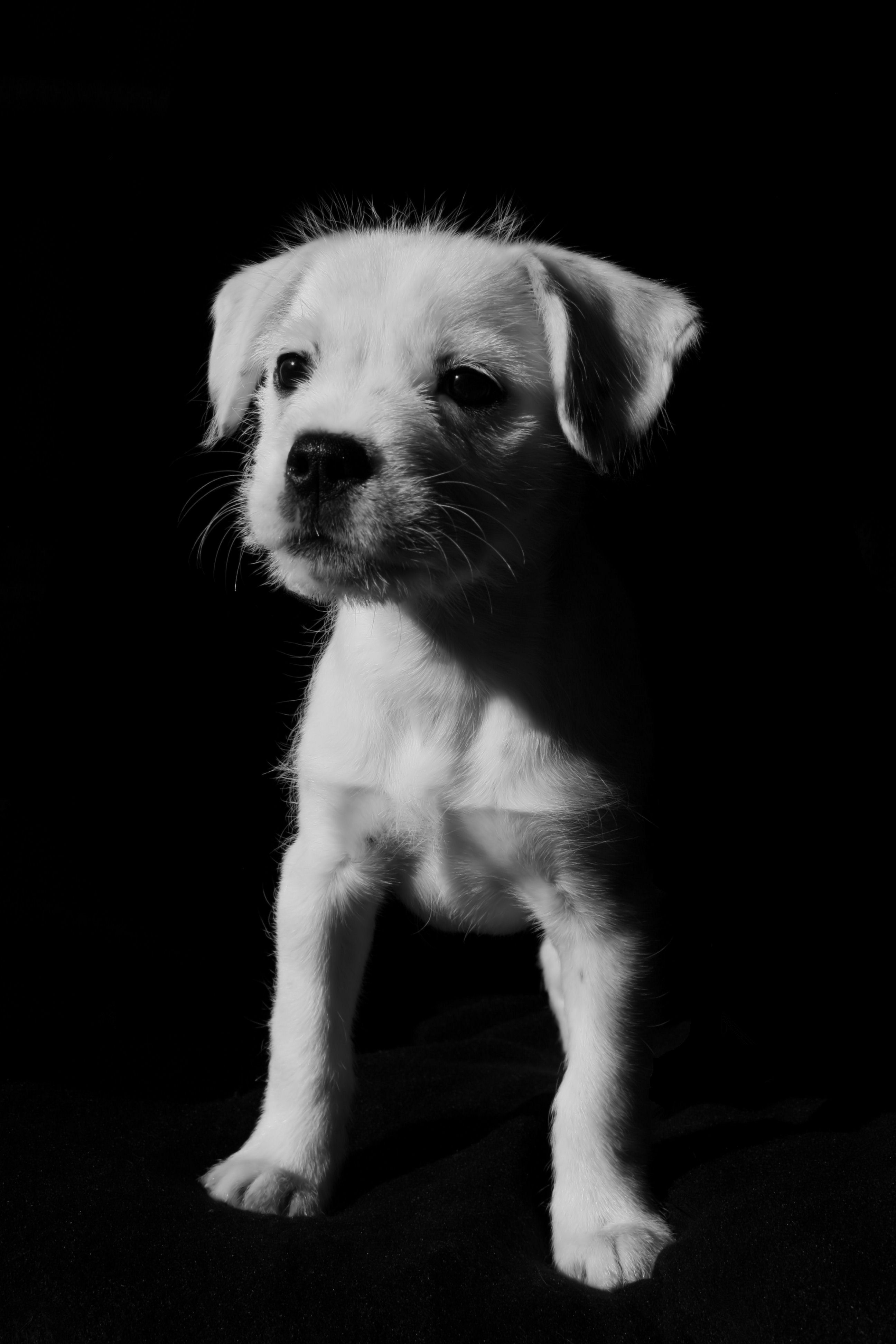 Charlotte (Französische Bulldoge, Tibet Terrier, Unbekannt) Französische Bulldogge Tibet Terrier Unbekannt 