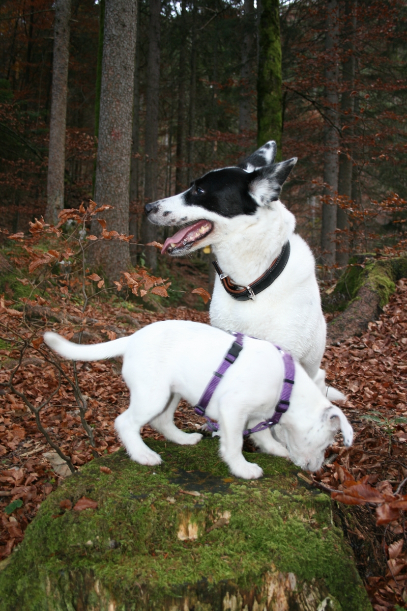 Shelly-Cora (Border Collie, Siberian Husky) Border Collie Siberian Husky 