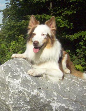 Chayton (Australian Shepherd, Collie) Australian Shepherd Collie 