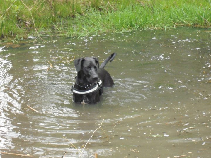 Lumpi (Deutsche Dogge, Labrador, Riesenschnauzer) Deutsche Dogge Labrador Riesenschnauzer 