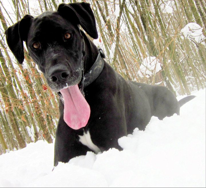Lumpi (Deutsche Dogge, Labrador, Riesenschnauzer) Deutsche Dogge Labrador Riesenschnauzer 