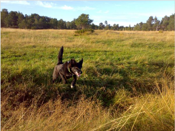 Pepsi (Border Collie, Deutscher Schäferhund, Labrador) Border Collie Deutscher Schäferhund Labrador 