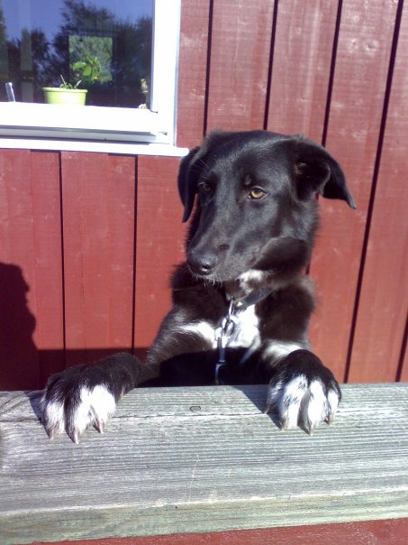 Pepsi (Border Collie, Deutscher Schäferhund, Labrador) Border Collie Deutscher Schäferhund Labrador 