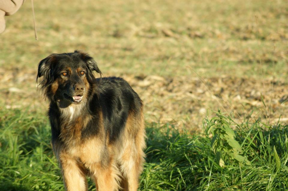 Arco (Berner Sennenhund, Deutscher Schäferhund) Berner Sennenhund Deutscher Schäferhund 