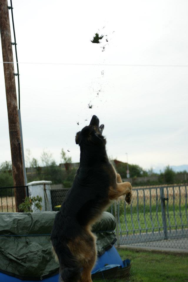 Arco (Berner Sennenhund, Deutscher Schäferhund) Berner Sennenhund Deutscher Schäferhund 