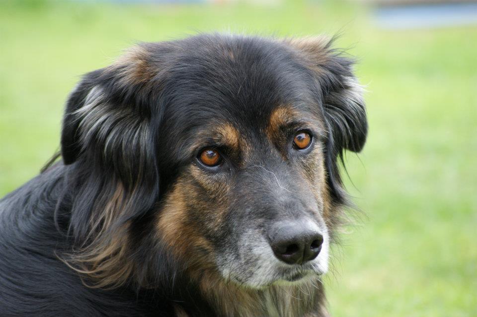 Arco (Berner Sennenhund, Deutscher Schäferhund) Berner Sennenhund Deutscher Schäferhund 