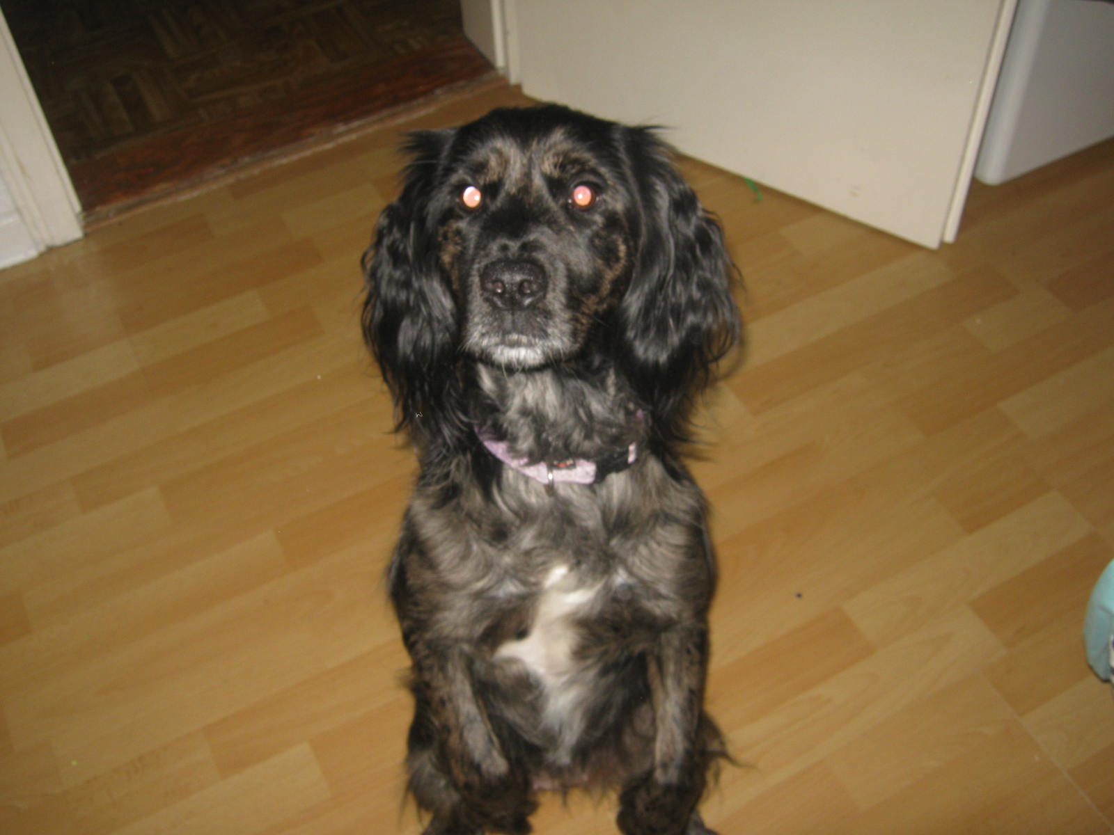 Kim (Cocker Spaniel, Shetland Sheepdog) Cocker Spaniel Shetland Sheepdog 