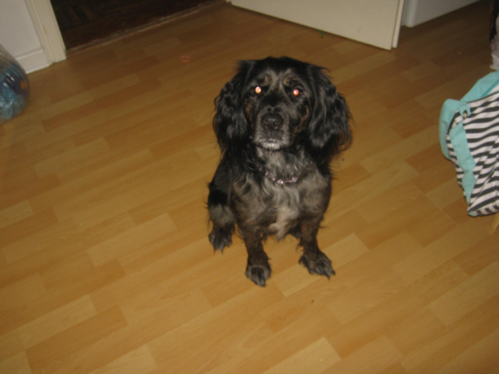 Kim (Cocker Spaniel, Shetland Sheepdog) Cocker Spaniel Shetland Sheepdog 