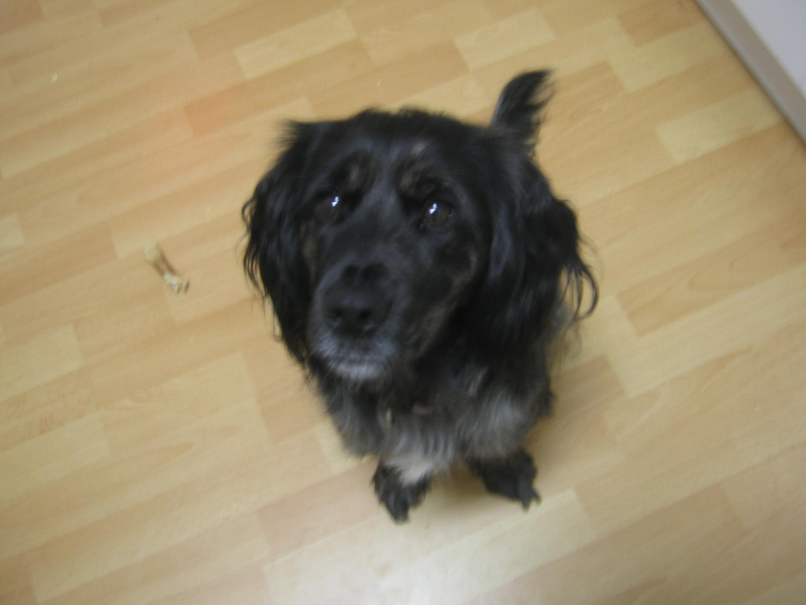 Kim (Cocker Spaniel, Shetland Sheepdog) Cocker Spaniel Shetland Sheepdog 