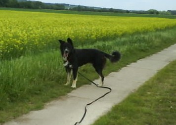 Jack (Deutscher Schäferhund, Kaukasischer Owtscharka) Deutscher Schäferhund Kaukasischer Owtscharka 