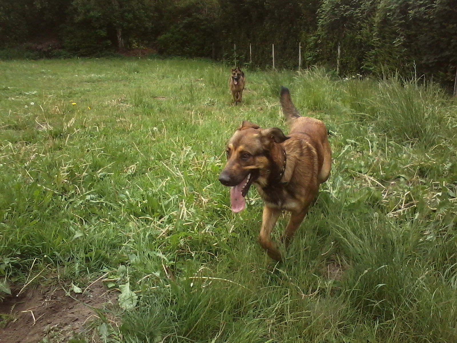 Maylow (Malinois, Rhodesian Ridgeback) Malinois Rhodesian Ridgeback 