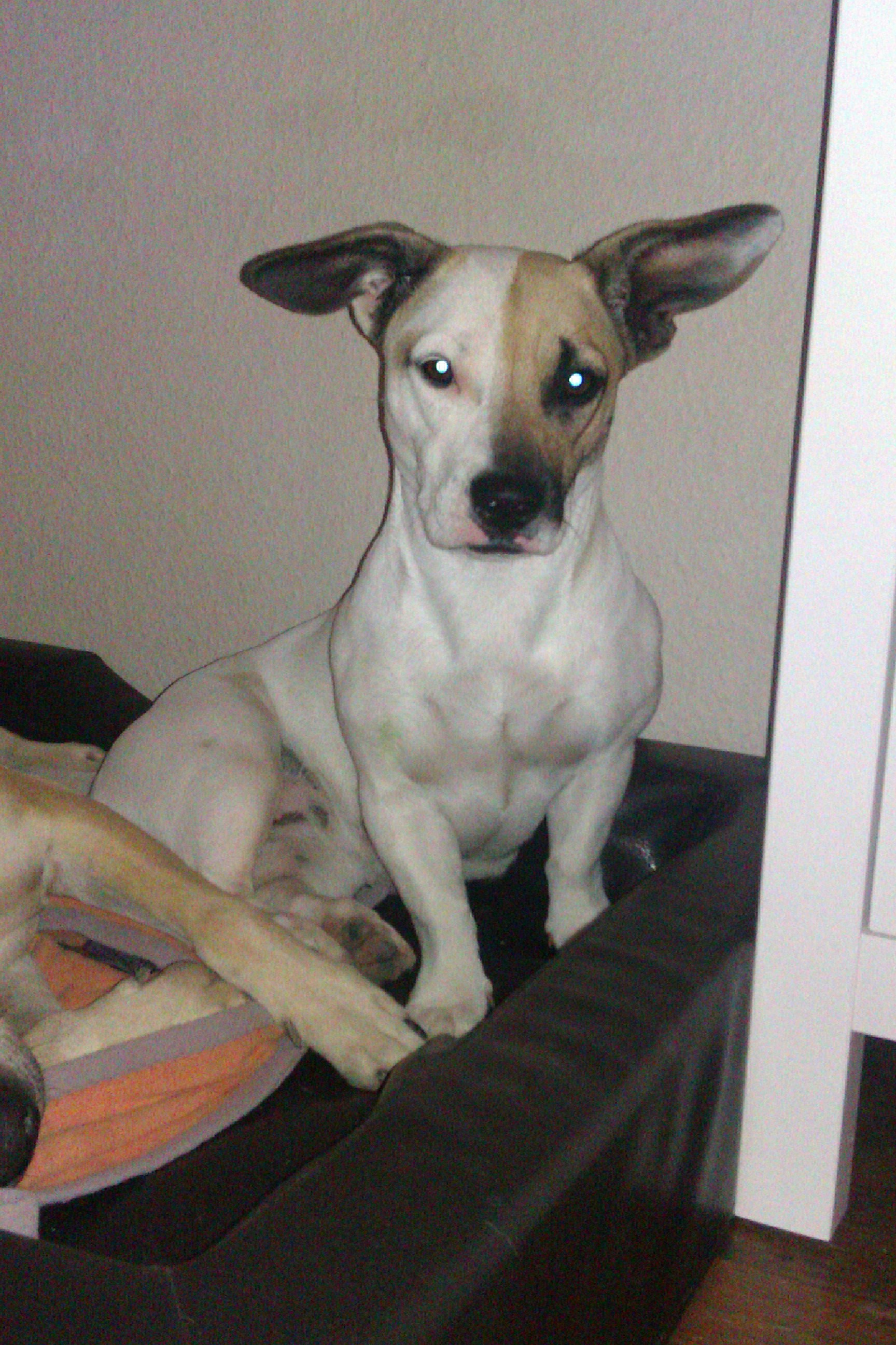 Arwen (English Bulldog, Jack Russell Terrier) English Bulldog Jack Russell Terrier 