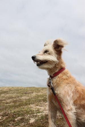 Flossy (Irish Terrier, Soft Coated Wheaten Terrier) Irish Terrier Soft Coated Wheaten Terrier 