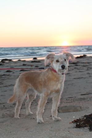 Flossy (Irish Terrier, Soft Coated Wheaten Terrier) Irish Terrier Soft Coated Wheaten Terrier 