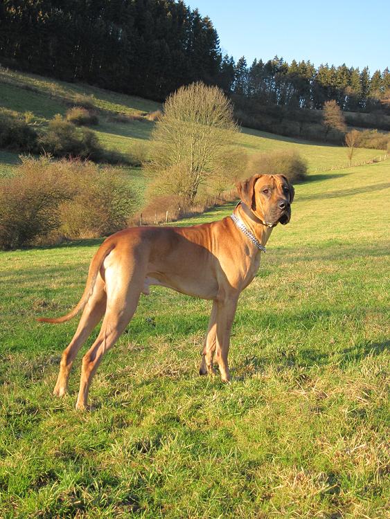 Thao (Deutsche Dogge, Rhodesian Ridgeback) Deutsche Dogge Rhodesian Ridgeback 