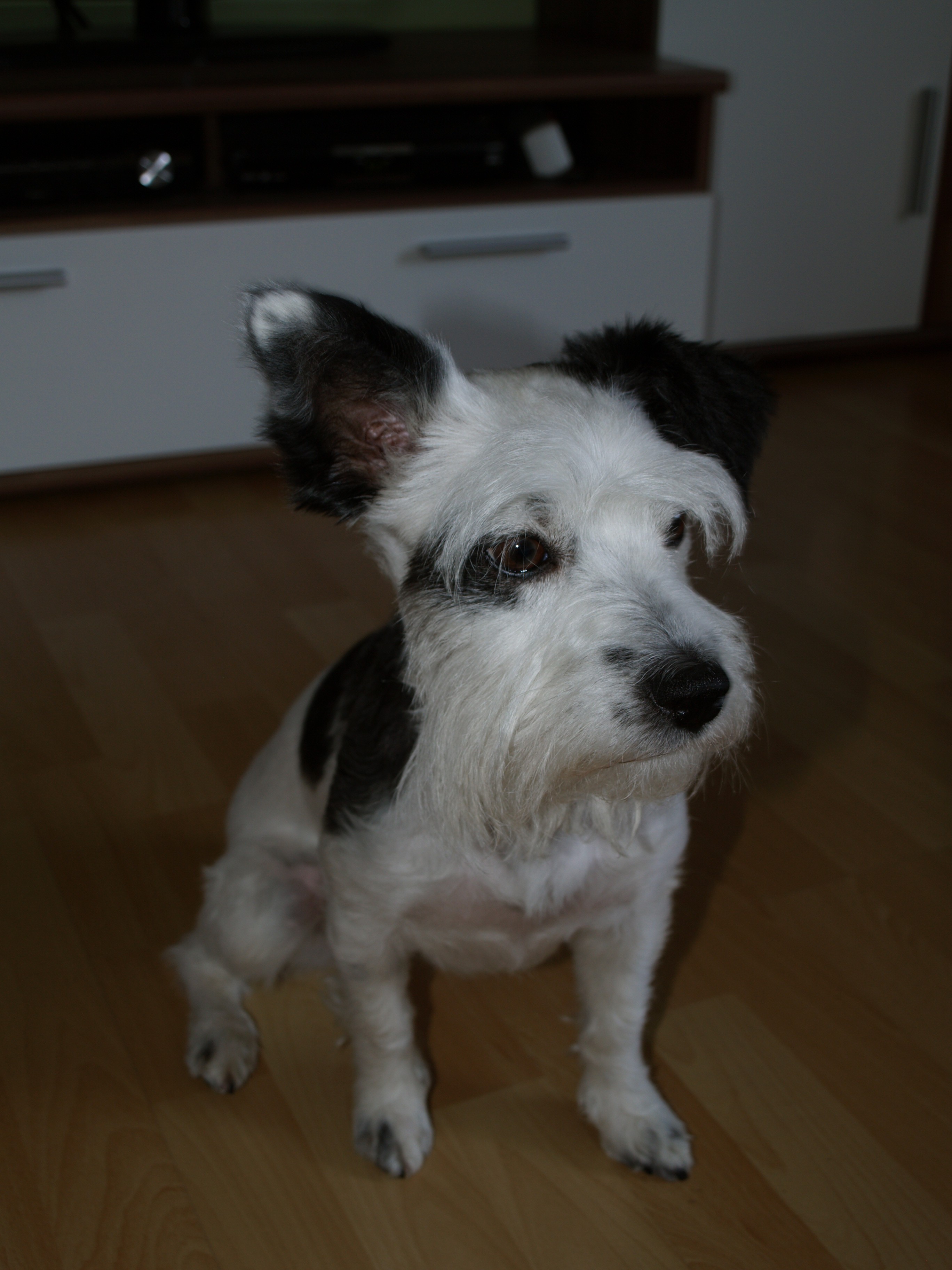 Phoebe (Pudel, Zwergschnauzer) Pudel Zwergschnauzer 