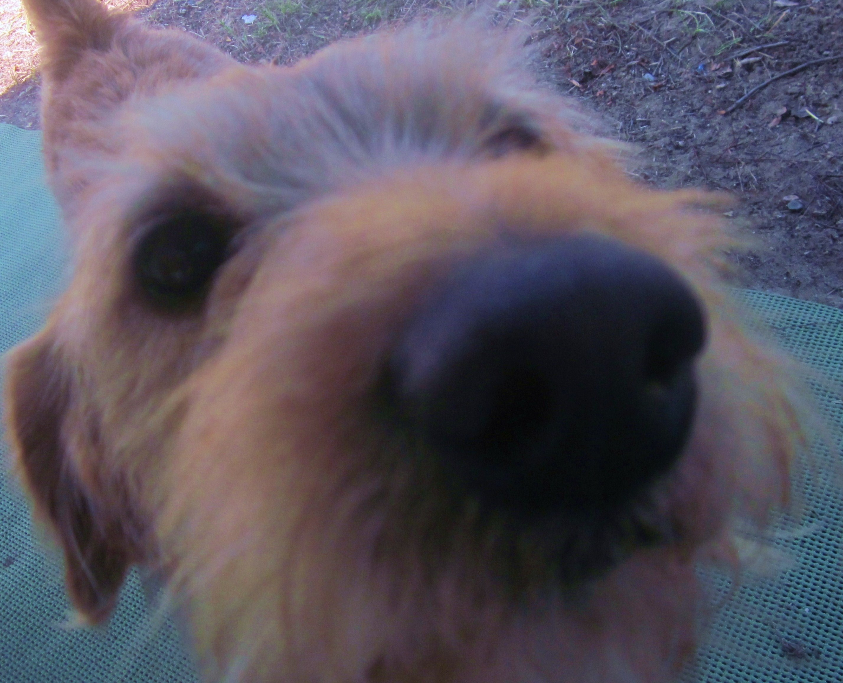 Miko (Mücke) (Terrier, Unbekannt) Terrier Unbekannt 