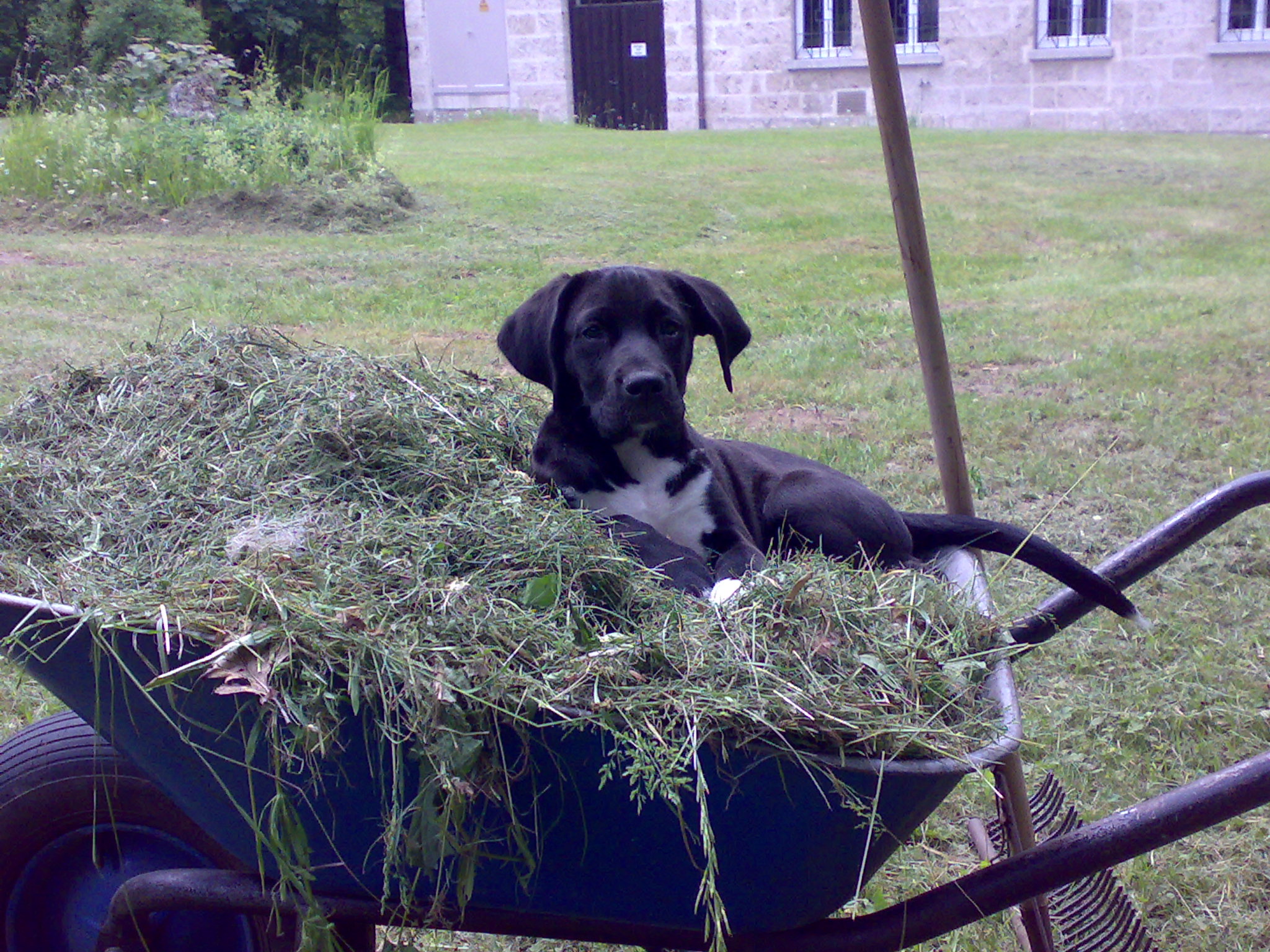 Maddox (Cane Corso, Labrador) Cane Corso Labrador 