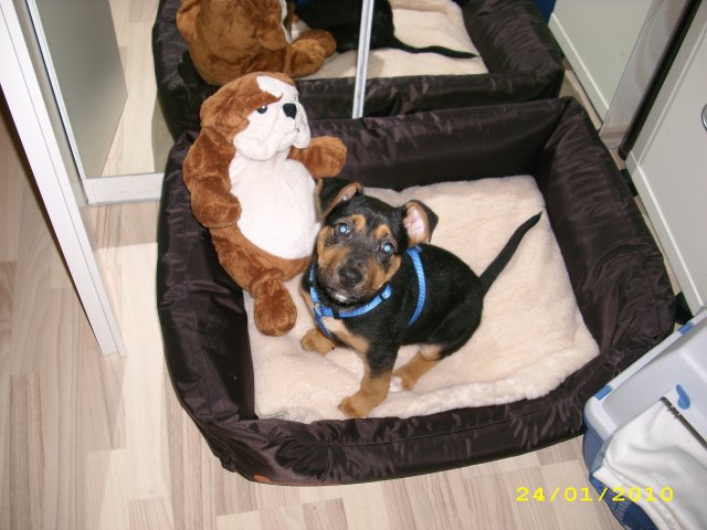 Balou (Unbekannt) Unbekannt 