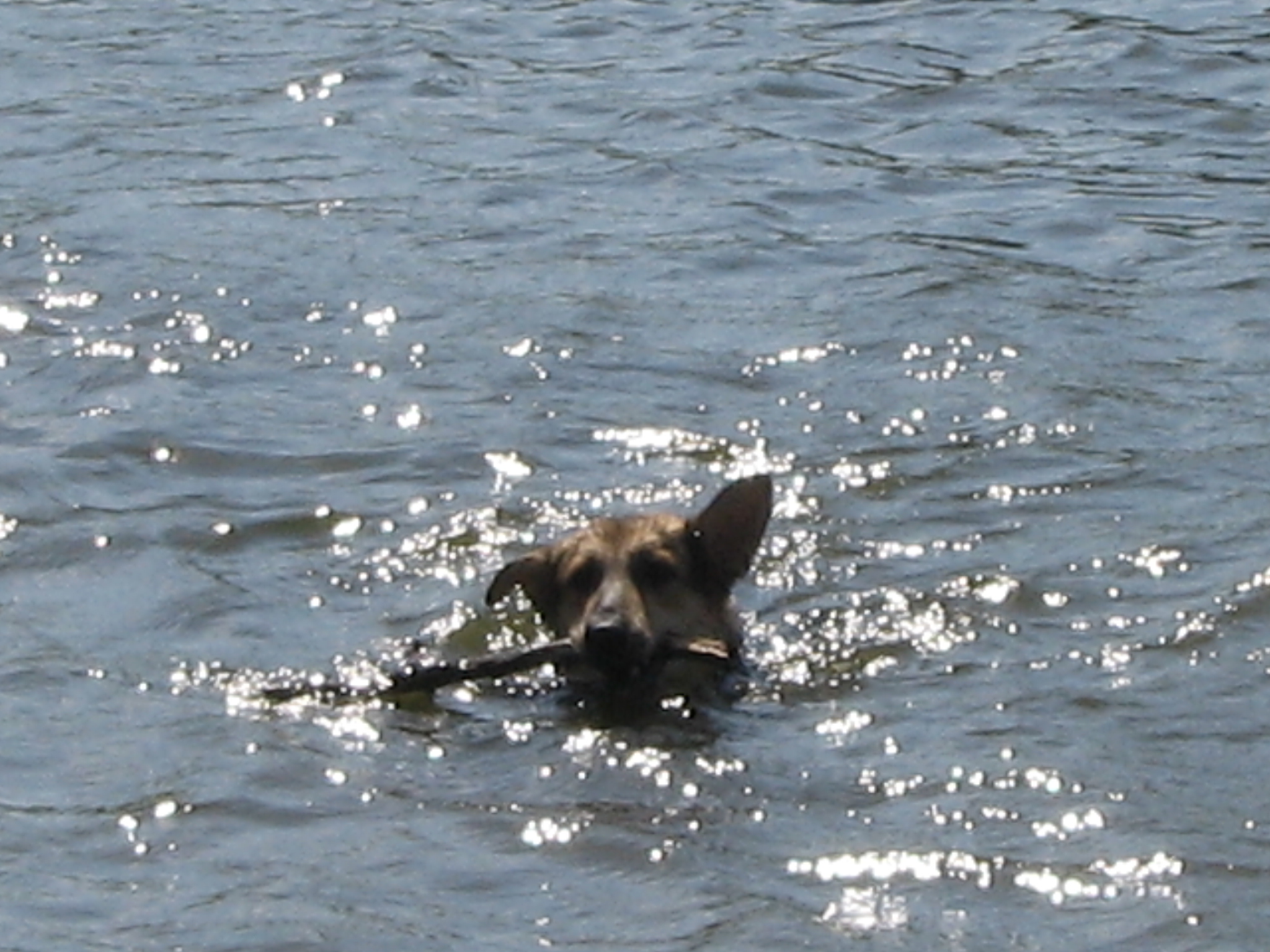 Jerry-Lee (Flat Coated Retriever, Siberian Husky, Weimaraner) Flat Coated Retriever Siberian Husky Weimaraner 