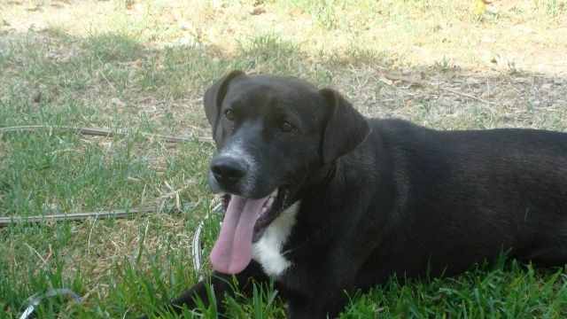 Tequila (Labrador, Unbekannt) Labrador Unbekannt 